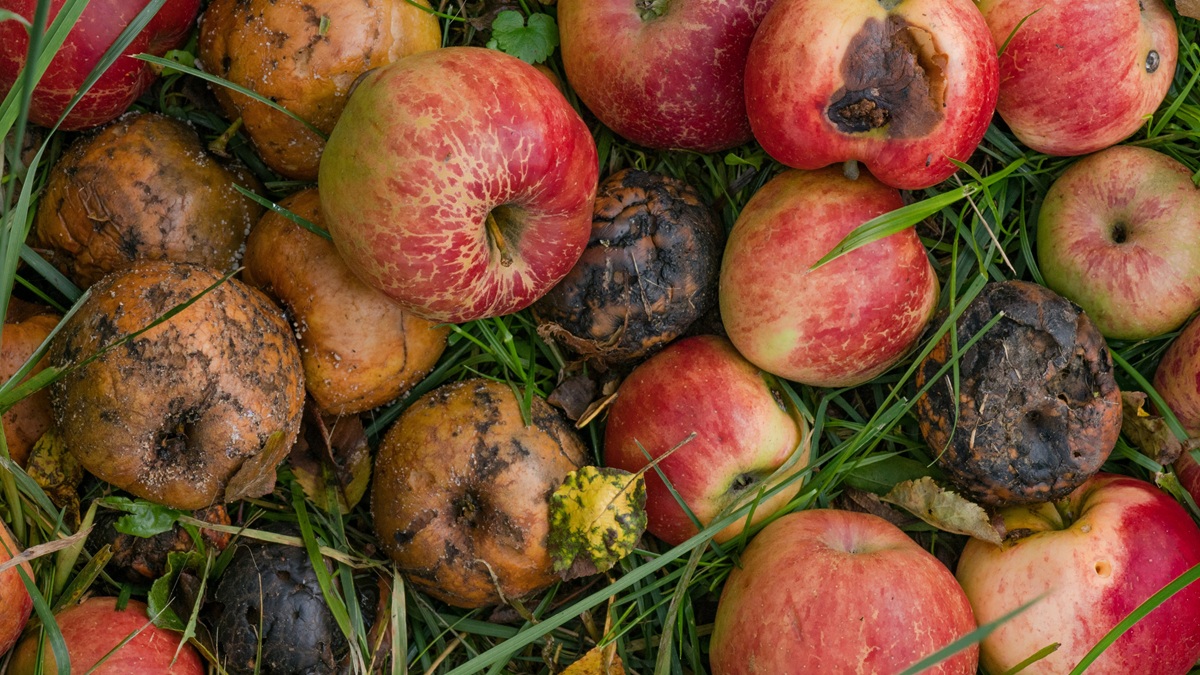 fruta dañada.jpg